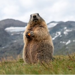 cap_marmot's profile picture. Vilse i bergen