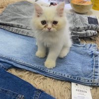 Devika (@dvk_ayu) 's Twitter Profile