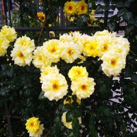 marron (@marron01070266) 's Twitter Profile Photo