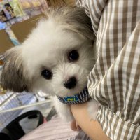 マルチワワのらんまるくん (@ranmarukun___) 's Twitter Profile
