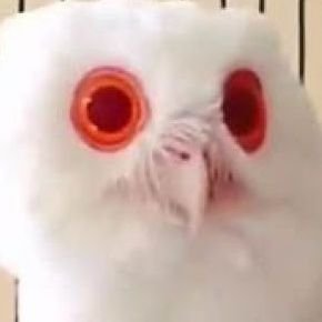 Pebsaさんのプロフィール画像