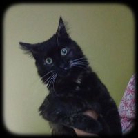 Syllis 💛 (@catmoon63) 's Twitter Profile