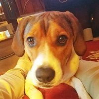 Maggie The WonderBeagle (@wonderbeagle1) 's Twitter Profile