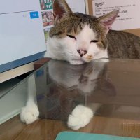 cat ☺️ (@orightnoname) 's Twitter Profile