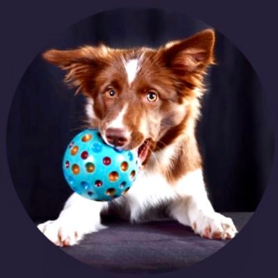 Bordercollie-Hündin von @Tur_quoise1 - liebt das Wasser, Disc, Agility und hält ihre Menschen auf Trab!