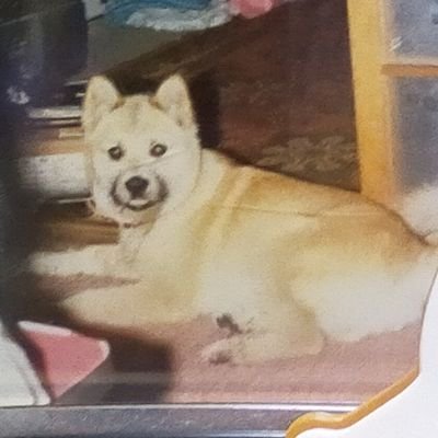 9JdwI9VteeDcGrb's profile picture. twitter使いこなせてないので自分で投稿できないので主に👍いいね！とリツイートです。
どの子🐱🐶も大好きですが特に雑種の子と柴犬好きです。
悲しい思いをする子がいなくなる世の中になって欲しく保護犬の子を応援してます☺️