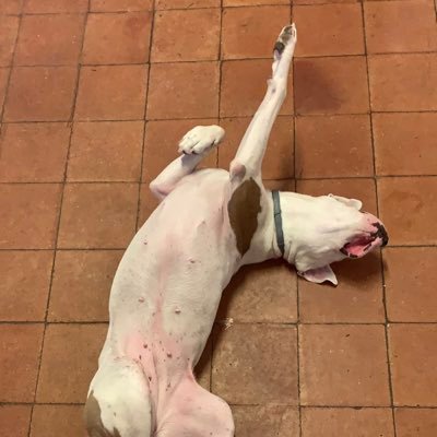 ctl_torres's profile picture. 