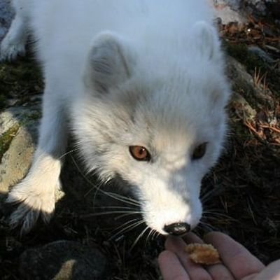 Daily Arctic Fox