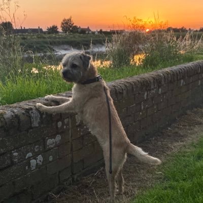 I’m a slightly crazy, food obsessed, well travelled, Border Terrierist!