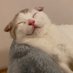 ทรัฟเฟิลฮะ แต่ไม่ใช่เห็ด🐈🥙 (@trufflethecat1) Twitter profile photo ทรัฟเฟิลฮะ แต่ไม่ใช่เห็ด🐈🥙 (@trufflethecat1) Twitter profile photo