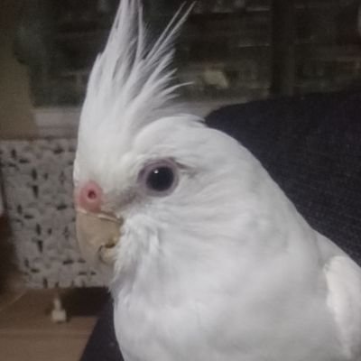 lUouQGPnlOJDruy's profile picture. 主にオカメインコのお世話係。雪国から南国沖縄へインコと海を渡る。島酒とインコを愛し、投資の上達を模索する毎日。