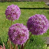 woismeiwhatever🎗️ (@woismeiwhatever) 's Twitter Profile