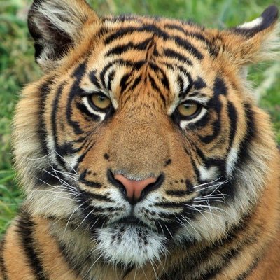 poopytiger Profile Picture