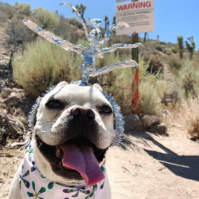 avax51's profile picture. MooooooonWooooo'in crypto loving frenchie.  Crypto, aliens, space, and travel'in with my humans.  Stake your #AVAX here NodeID-JKeF5RBPKqBY6KkMzKBMxDpHpZZJBQWbr