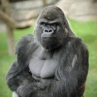 Dumpster (@dumpsterow) 's Twitter Profile Photo