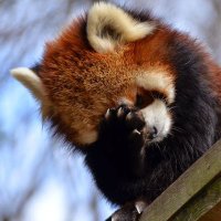 Bearcat (@ohyadefinitely) 's Twitter Profile