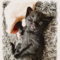 黒猫Lei 🌻白雉Mint-猫とのんびりまったり- (@lei_0807) 's Twitter Profile