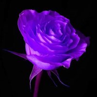 Jenna R ❤️🇺🇸 (@jennar1171) 's Twitter Profile Photo Jenna R ❤️🇺🇸 (@jennar1171) 's Twitter Profile Photo