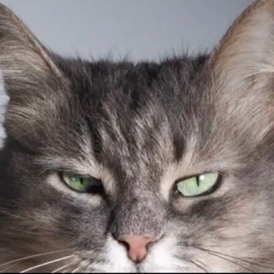 BitchyEyebrow's profile picture. *Maia* ✨OT7 ✨🌎💨🔥🌊FAN ACCOUNT ✨#BTS 💜✨PTD-LV D1, 3, 4, ✨PTD-LA D1, 2, 3, 4 ✨AMAs 2021✨2012 PHOTO WITH BABY JUNGKOOK PRE-ARMY✨