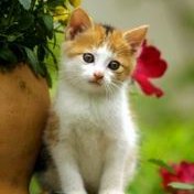 hahan_sj's profile picture. I am free lancer worker in crypto world