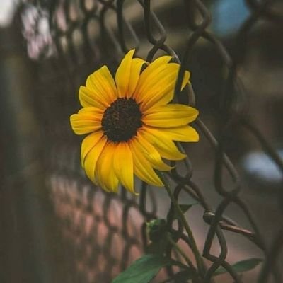 Nomhle_Jali's profile picture. 