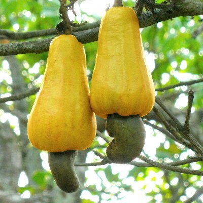 Cashew Kernel & Raw Cashew Nuts Information