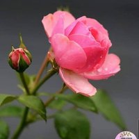 فحل الحديده (@6apo0ghwth5hwjk) Twitter profile photo