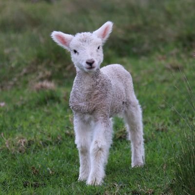 hitsuji_papa's profile picture. 40代後半でニュージーランドへ移住し、現地IT企業に勤務。そして6２歳から副業にチャレンジすることにしました🔥 「まるお塾」で学びながら、その過程やリアルな気づきを発信しています📓 副業を考えているけれど迷っている人、成果が出ずに不安な人へ。「挑戦に遅すぎることはない」と伝えたい。