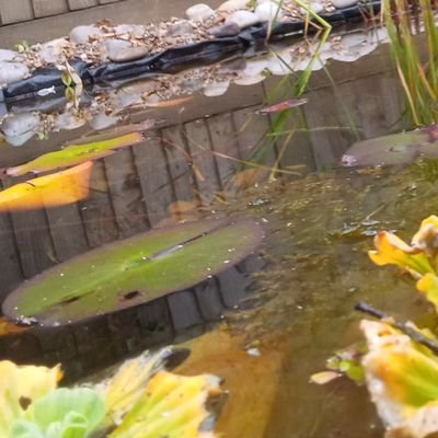 🦎 Small garden pond brought to life in Spring 2021. 
Area 4/5m2 & about 850/900mm at its deepest point, surrounded by shallow margins of 100/150/200mm.