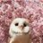 owlsweetowl's profile image