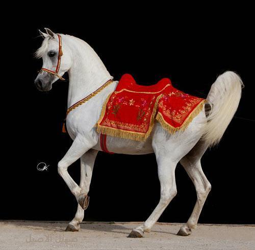 YOUSEFALMANSOUR's profile picture. 