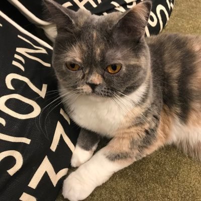 junSSma's profile picture. 哲学的な何か、あと風俗とか猫とか