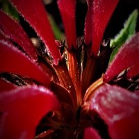Bob Ewing The Inquisitive Gardener (@permafrog) 's Twitter Profile