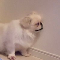 こげちゃん（おこげ） (@kogetter_okoge) Twitter profile photo