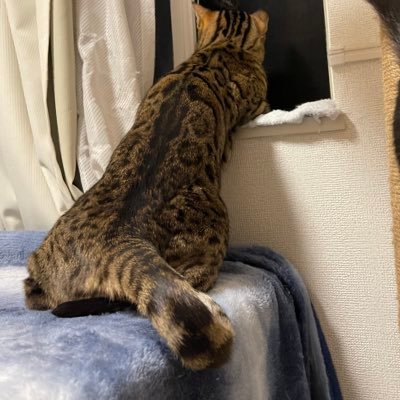 チョビドリルさんのプロフィール画像