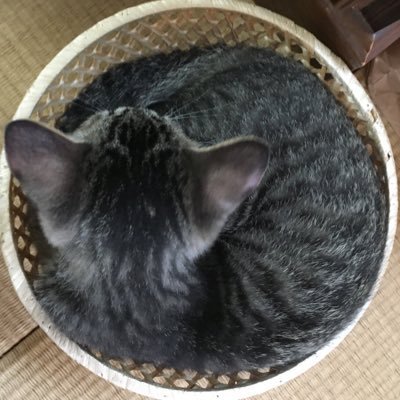 ななな 素人 ラーメンズってどれがおすすめ 刺激の少ないものから与えてじっくり育てたいオタク 日本語学校かな 珍しく同志が増えそうでテンパるオタク 採集とレストランそれぞれとプーマーとあとえっとえっと 崖から突き落として生き残った奴を