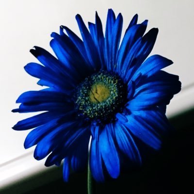 damaさんのプロフィール画像