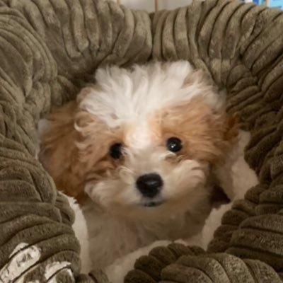 2020.09.18🎂意外と純トイプードルのハチミツ君4才。趣味は箱ティッシュのフタを開けること。