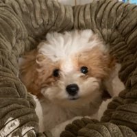 ハチミツ(トイプー) (@ha_cchi_mi) 's Twitter Profile