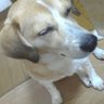 isamin73's profile picture. 阪神ファン、アンチ巨人。 関西好き。歴史好き。ダーツ好き。食べ歩き好き。 玄界灘海難事故によって偏向報道を知る。