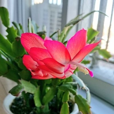 あいけ プラトン パイドン 有名なイキり名言 哲学するのは死の練習だから死は怖くないw が読めるやつ イデア論も初登場するし全体的に熱量がすごい 銃鎗読書メモ あいけ プラトン パイドン 有名なイキり名言 哲学するのは死の練習だから死は怖くないw が読めるやつ イデア論も初登場するし全体的に熱量がすごい 銃鎗読書メモ