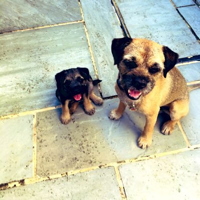 HaughtyHound's profile picture. Loving the whole enchilada. I’m Dad and Darcey-Belle is my daughter. Sometimes she acts like she’s the one with the balls ❤️#BTPosse #ZSHQ
