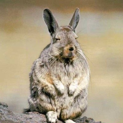 김새さんのプロフィール画像