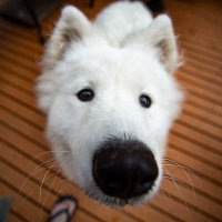 adamLuPhoto (@adamluphoto) 's Twitter Profile