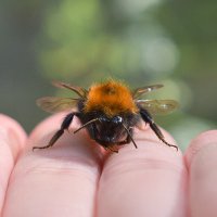 Leah (they/them) (@bumbleleah) 's Twitter Profile