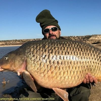 Guia de pesca del siluro y grandes Carpas, en Mequinenza, río Ebro.