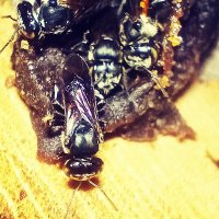 Stingless Bees 🐝(@StinglessKenya) 's Twitter Profileg