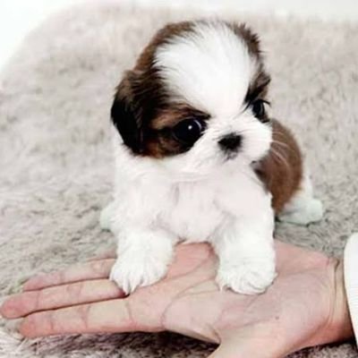 Nessa_Botelho's profile picture. 