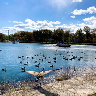 witty_reader's profile picture. 📚💙