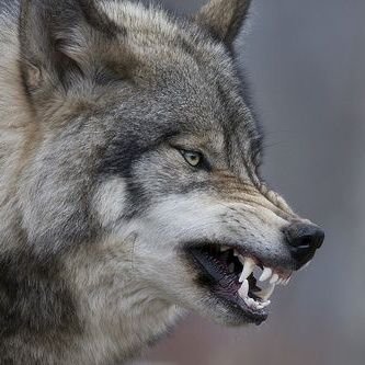Frekiwolf Profile Picture